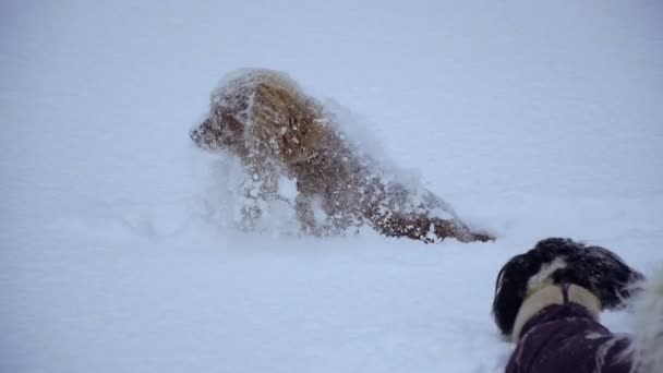 Inverno Cão Está Todo Neve — Vídeo de Stock