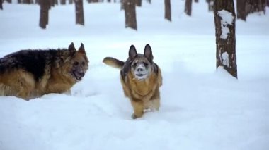 Çoban köpeği. Köpekler kar üzerinden çalıştırmak çoban doğurmak