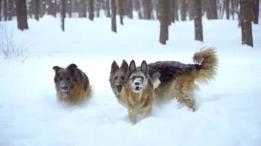Çoban köpeği. Köpekler kar üzerinden çalıştırmak çoban doğurmak