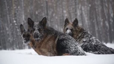 Çoban köpeği. Köpekler kar üzerinden çalıştırmak çoban doğurmak