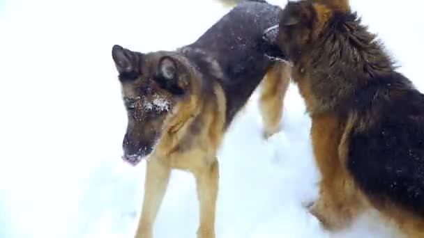Овчарка Собаки Пастушьей Породы Бегут Снегу — стоковое видео