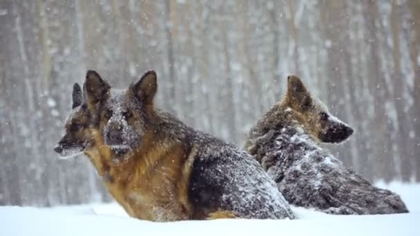 牧羊犬 シェパード犬種の犬は雪の中を実行します — ストック動画