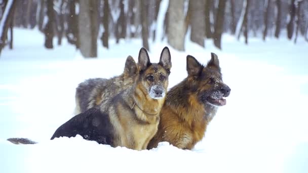 Herdershond Honden Van Het Ras Van Herder Uitvoeren Door Sneeuw — Stockvideo