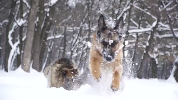 Cane Pastore Cani Della Razza Pastore Corrono Attraverso Neve — Video Stock