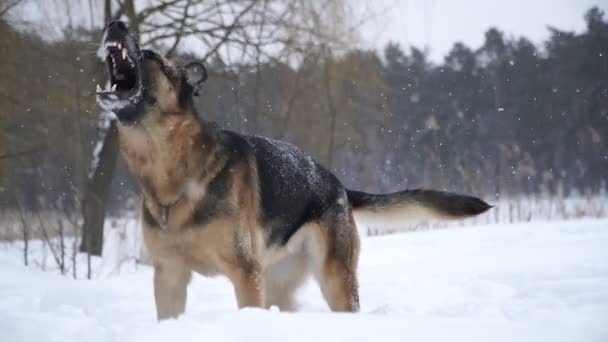 Schäferhund Hunde Der Schäferhunde Rennen Durch Den Schnee — Stockvideo
