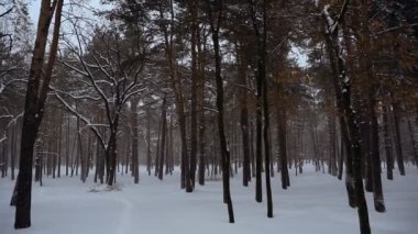 Kış. Kışın çam ormanı