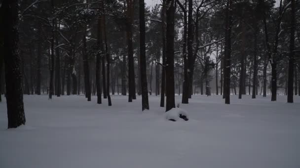 Inverno Floresta Pinheiro Inverno — Vídeo de Stock