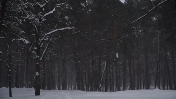 Téli Fenyves Erdő Télen — Stock videók