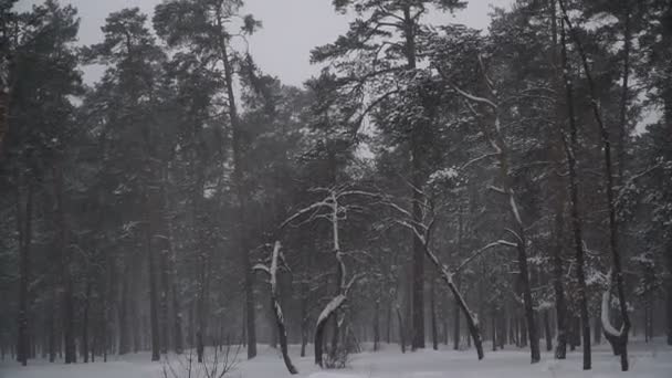 Winter Pijnboombos Winter — Stockvideo