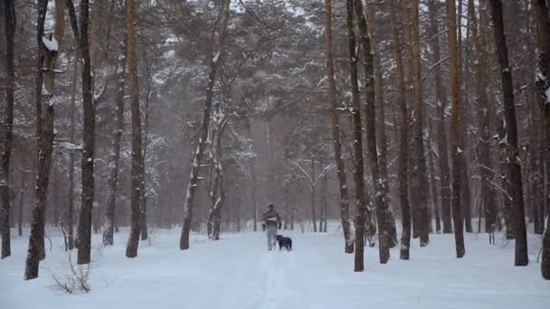 Invierno Bosque Pinos Invierno — Vídeo de stock