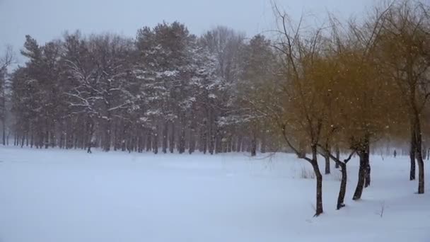 Invierno Bosque Pinos Invierno — Vídeos de Stock