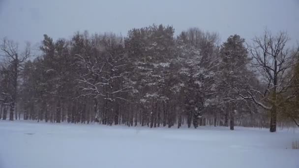 Kış Kışın Çam Ormanı — Stok video