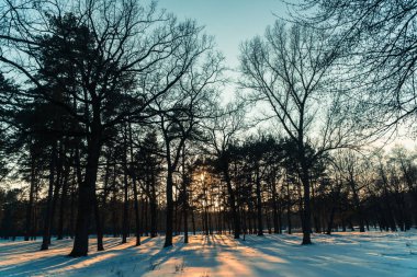 Kış. Kış ormanda günbatımı