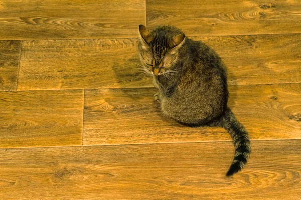 Laminat. Kedi Laminant üzerinde oturur — Stok fotoğraf