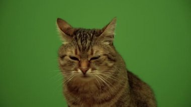 Kedi. Yeşil bir arka plan arka plan karşı tarafta isteyen kedi