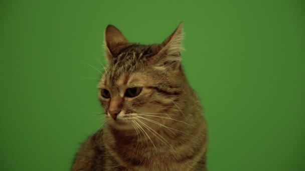 Katze Katze Blickt Vor Grünem Hintergrund Zur Seite — Stockvideo