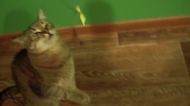 Laminat. Kedi laminat üzerinde oturur ve kuyruğunu dalgalar