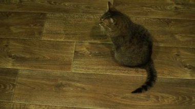 Laminat. Kedi laminat üzerinde oturur ve kuyruğunu dalgalar