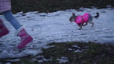 Köpek. Köpek köpek giysileri