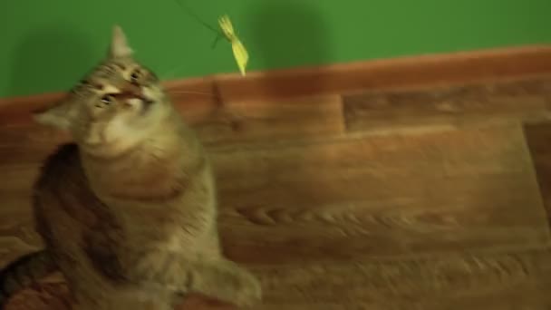 Laminat Die Katze Sitzt Auf Dem Laminat Und Wedelt Mit — Stockvideo