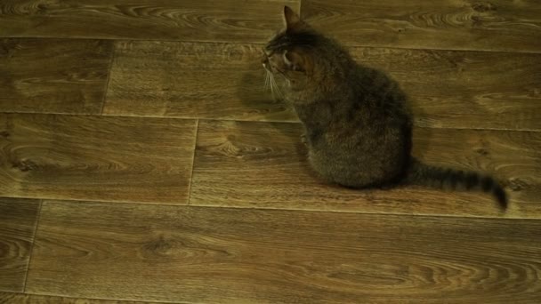 Laminado Gato Senta Laminado Acena Sua Cauda — Vídeo de Stock