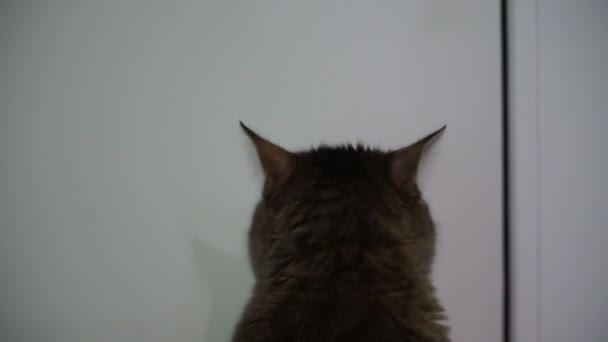 Tür Auf Die Katze Wartet Vor Der Verschlossenen Tür — Stockvideo