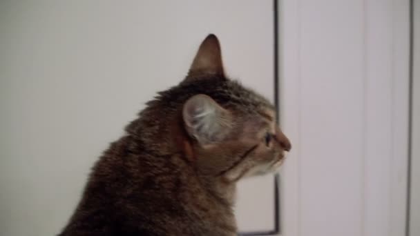 閉じたドアの近くを待つ猫 — ストック動画
