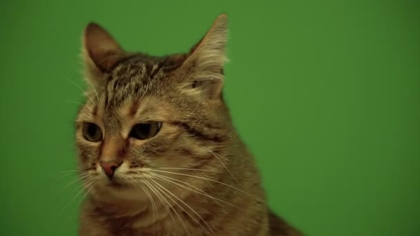 Gato Gato Olhando Para Lados Contra Fundo Fundo Verde — Vídeo de Stock