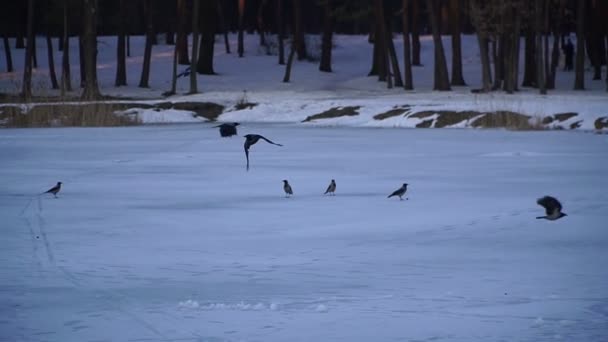 Corvi Corvi Stanno Sorvolando Lago Ghiacciato — Video Stock