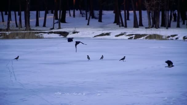 乌鸦飞过冰冻的湖面 — 图库视频影像