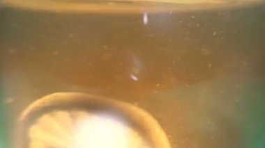 Çay limon yüzen