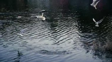 Doğa. Martılar sinek yakın göl yiyecek bulmak