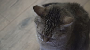 Laminat. Kedi yalanlar üzerine laminat