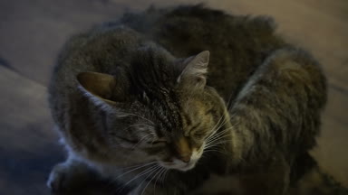 Laminat. Kedi yalanlar üzerine laminat