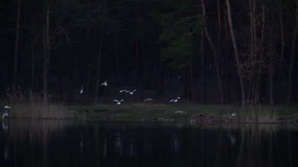 Doğa Martılar Sinek Yakın Göl Yiyecek Bulmak — Stok video