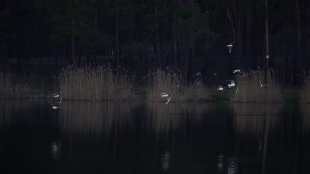 Naturaleza Las Gaviotas Vuelan Cerca Del Lago Busca Comida — Vídeo de stock