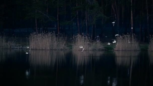 Natureza Gaivotas Voam Perto Lago Busca Comida — Vídeo de Stock