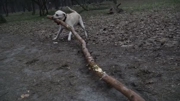 Hond Een Hond Draagt Een Zeer Grote Stok Zijn Tanden — Stockvideo