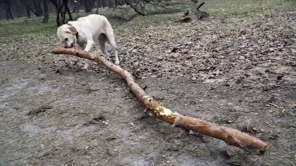 Cão Cão Carrega Pau Muito Grande Seus Dentes — Vídeo de Stock