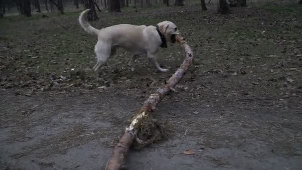 Kutya Egy Kutya Hordoz Egy Nagy Bottal Fogát — Stock videók