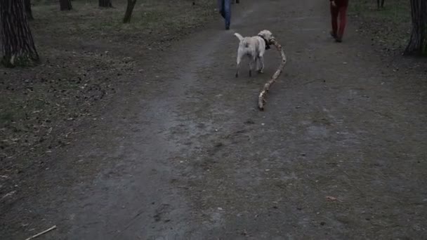 Собака Собака Носит Большую Палку Зубах — стоковое видео