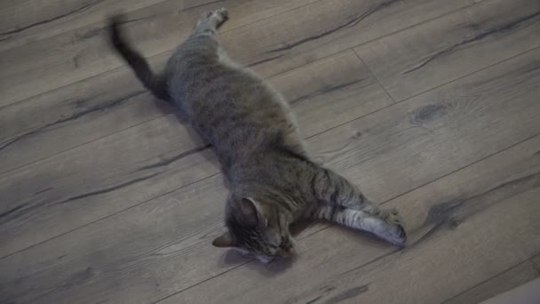 Laminat Die Katze Liegt Auf Dem Laminat — Stockvideo