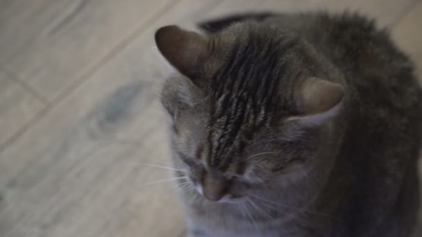 Laminat Die Katze Liegt Auf Dem Laminat — Stockvideo