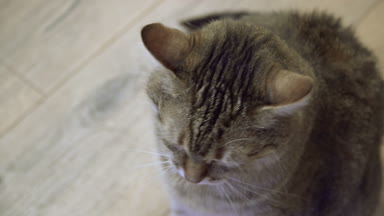 Laminat. Kedi yalanlar üzerine laminat