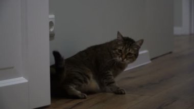 Laminat. Kedi yalanlar üzerine laminat