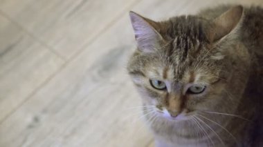 Laminat. Kedi yalanlar üzerine laminat