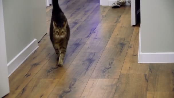 Laminate Cat Lies Laminate — Stock Video