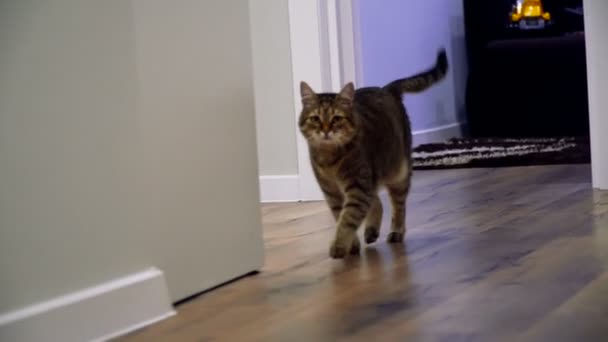 Laminat Die Katze Liegt Auf Dem Laminat — Stockvideo