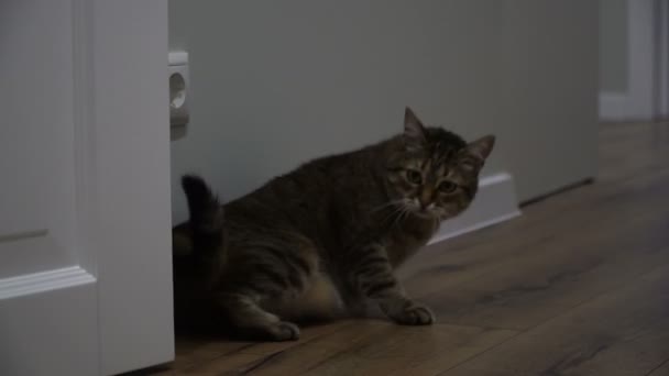 Laminat Die Katze Liegt Auf Dem Laminat — Stockvideo