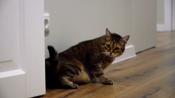 Laminat Katten Ligger Laminatet — Stockvideo